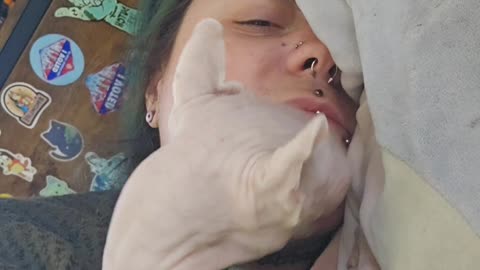 Sphynx Cat Tugs On Piercings