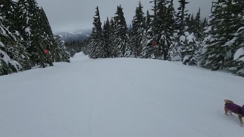 Skiing an Alpine Trail With My Shiba Inu Dog Maru