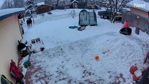 Moose Charges Girl and Her Dog