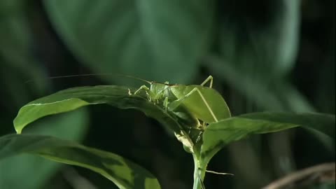 It was like a nesting swarm of Green Katydid Locusts covering my face!