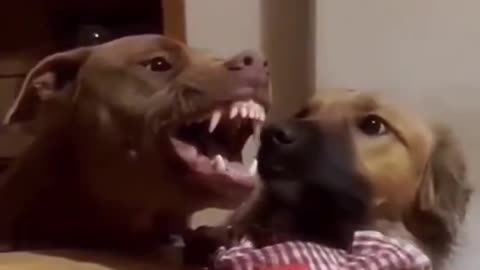 Funny Voiceover