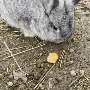 Cute Bunny ASMR in Autumn Leaves 🍂 (Relaxing Rabbit Walk)