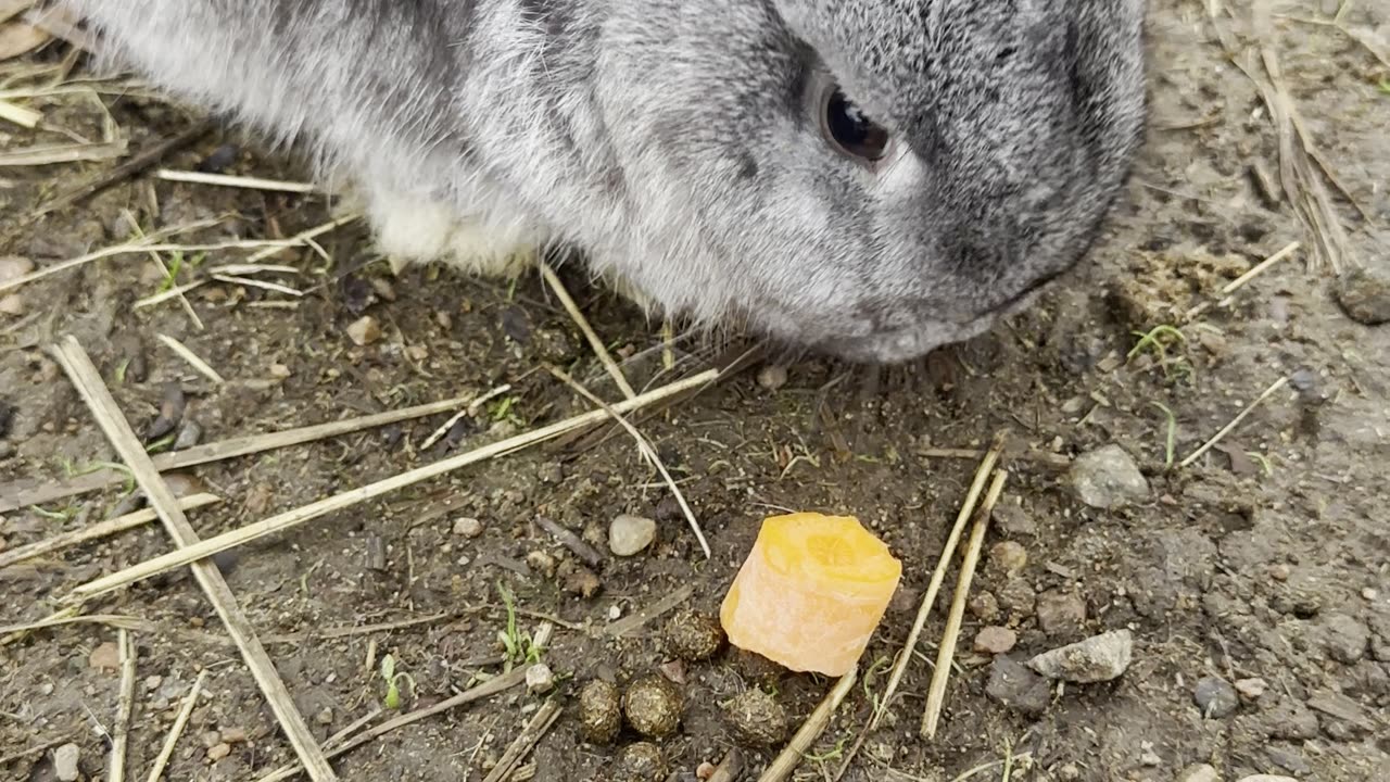 Cute Bunny ASMR in Autumn Leaves 🍂 (Relaxing Rabbit Walk)
