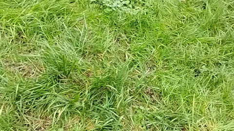 Puppies exploring, day 48