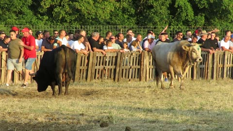 Bijeli od Rate i Jure vs Garac od Verdića Ilijino Brdo 2025