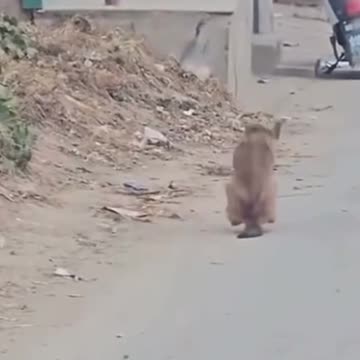 WHAT THE DOG DOIN VIBES