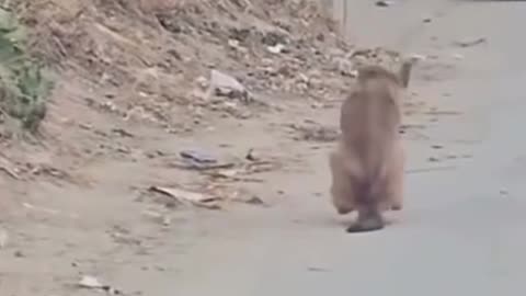 WHAT THE DOG DOIN VIBES