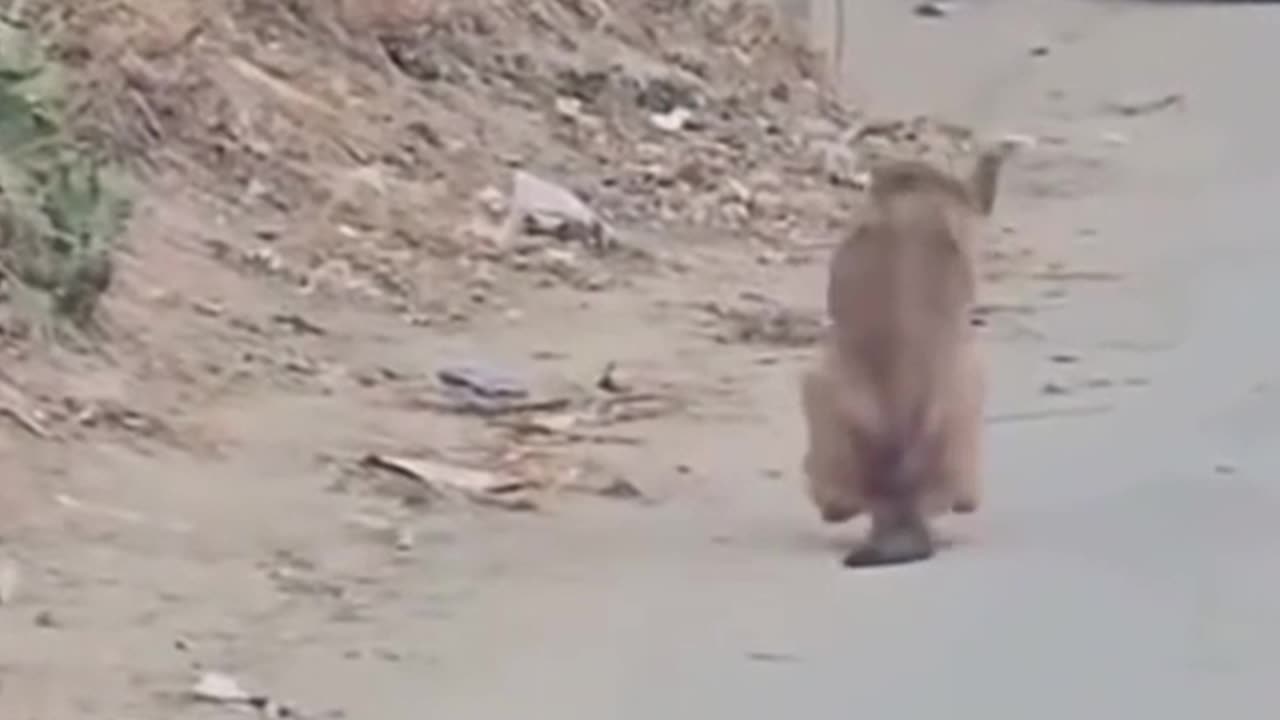 WHAT THE DOG DOIN VIBES