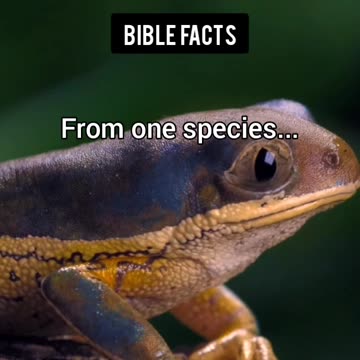 The Animals | P4 | The Astonishing Details of Creation Unveiled!