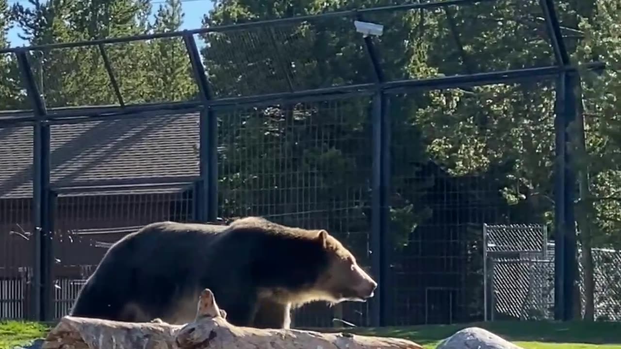 Animal video #animals
