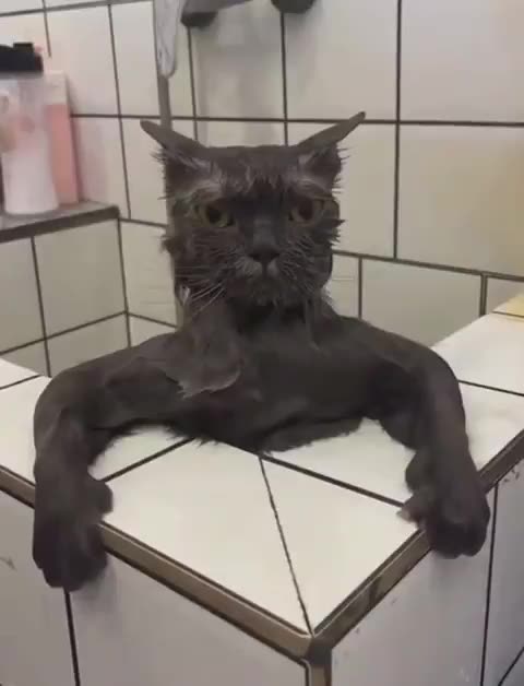 “The Tale of the Bath-Time Warrior”