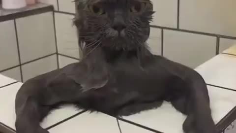 “The Tale of the Bath-Time Warrior”