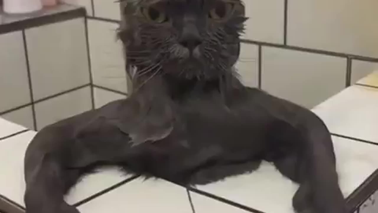 “The Tale of the Bath-Time Warrior”