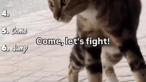 Cats