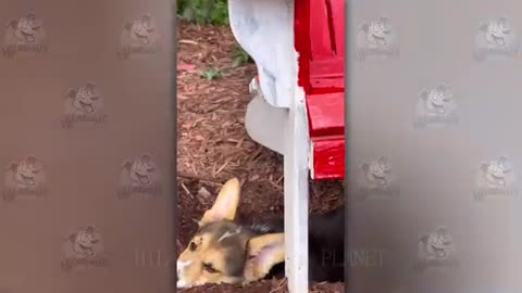 I'm 101% SURE that you will LAUGH EXTREMELY HARD