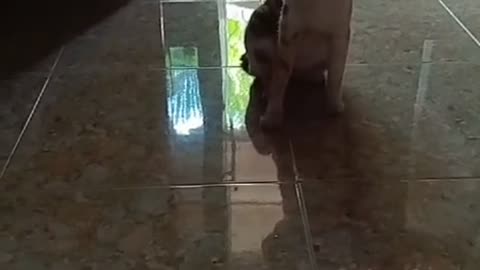 Everyone’s Busy, So I’ll Rule the House! | Grumpy Cat’s Hilarious Morning Revenge 😂🐾"