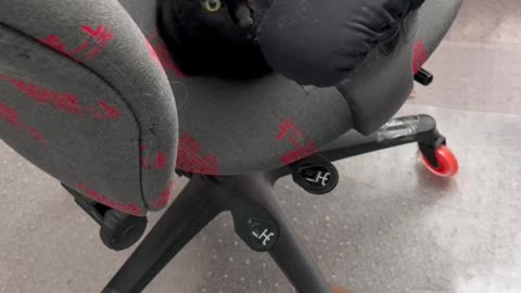 Cute Precious Piper Does the Diagonal Office Chair Sit - My Adopted Shelter Cat Vlog #shorts