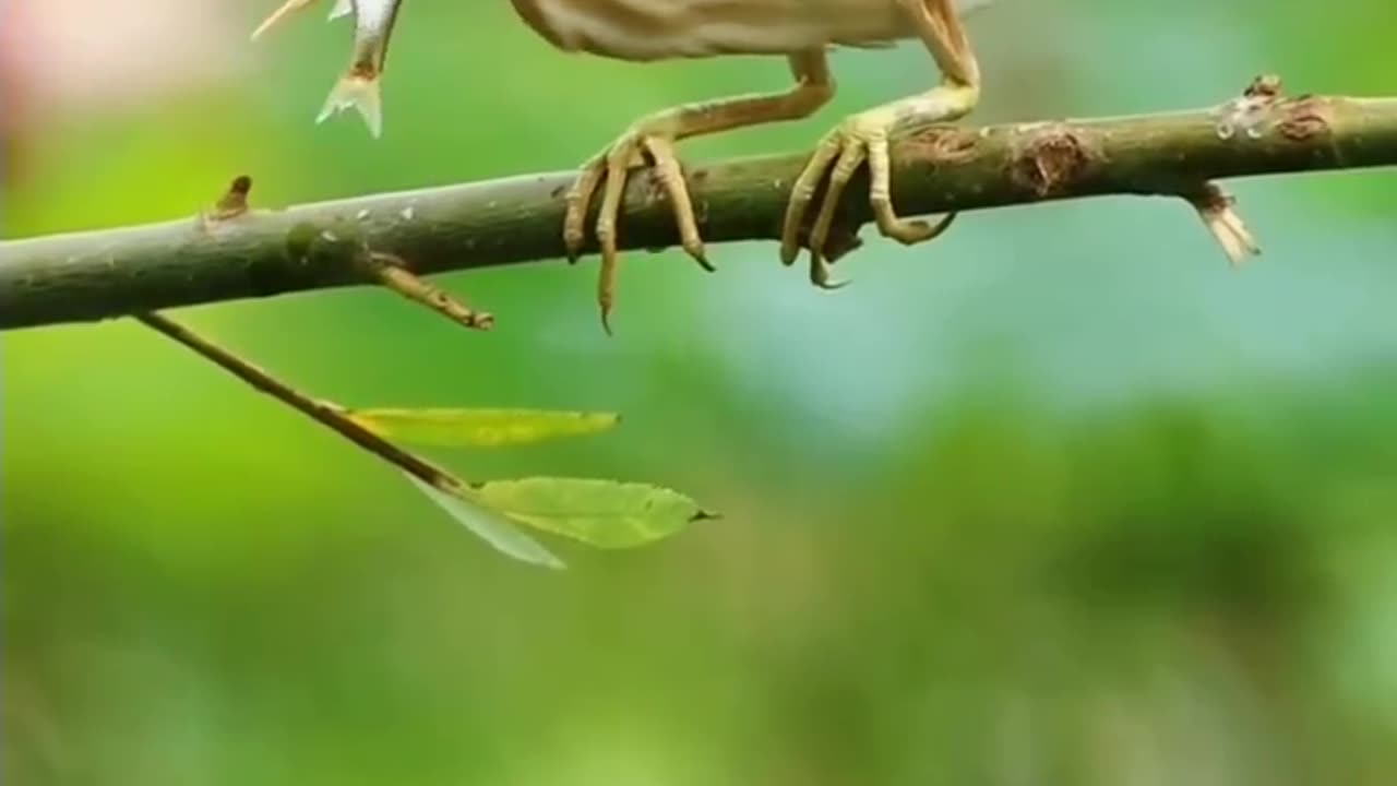 Natural beauty of birds