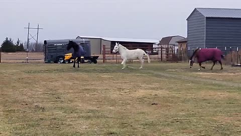 #Horsing around