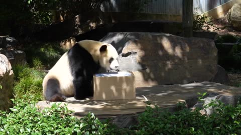 Australia's New Pandas - Behind the News