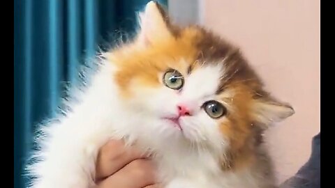 Cute baby kitten ♥️