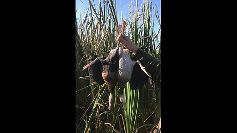 Whistling Ducks II