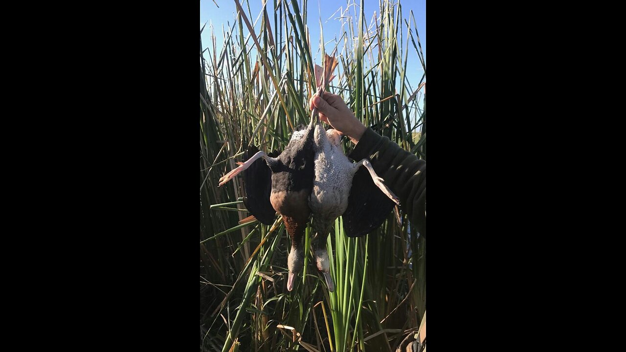 Whistling Ducks II