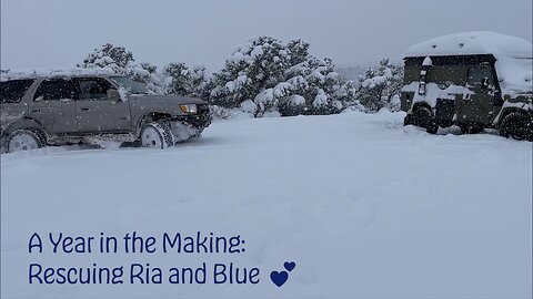 A Year in the Making - Rescuing Ria and Blue