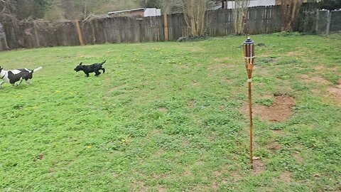 New foster puppy Doodle mix
