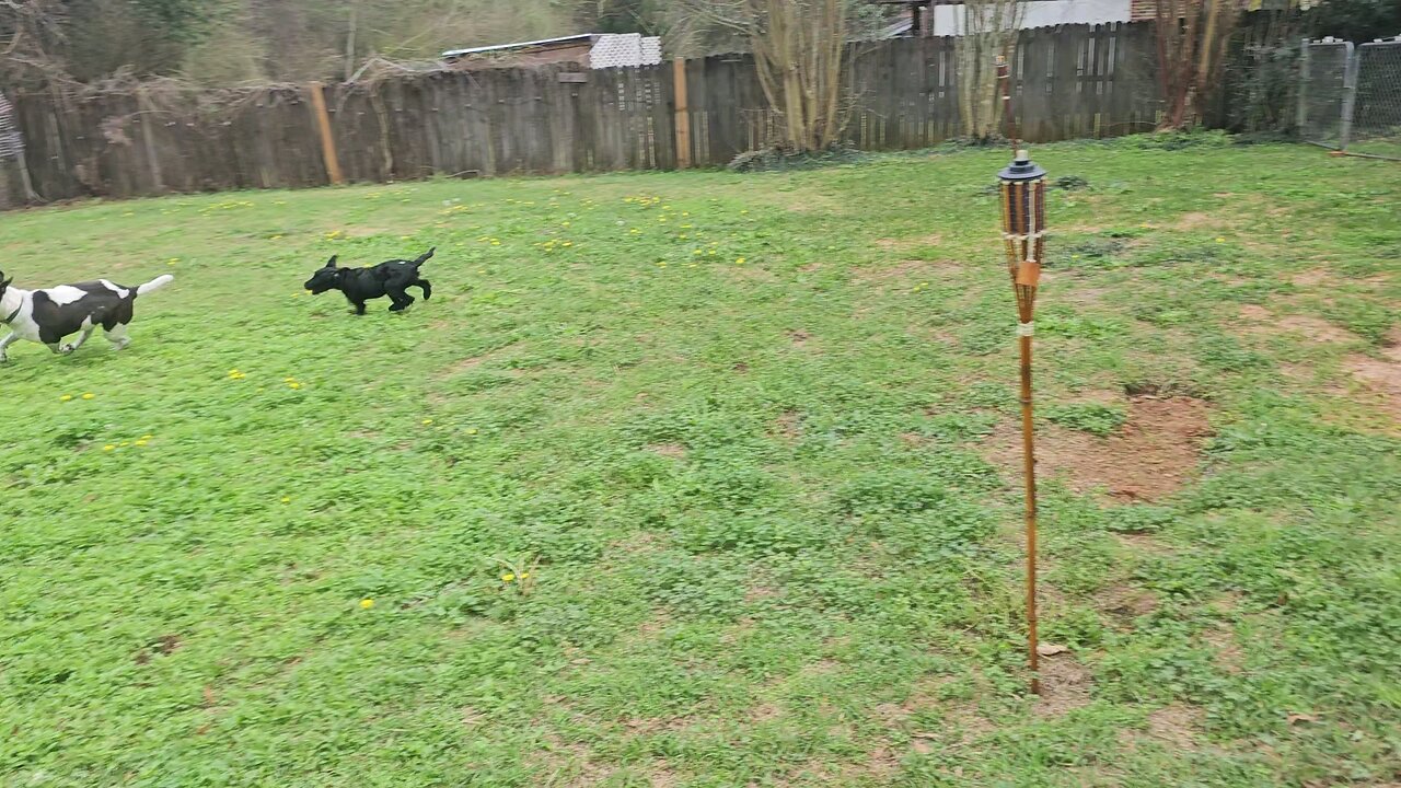 New foster puppy Doodle mix