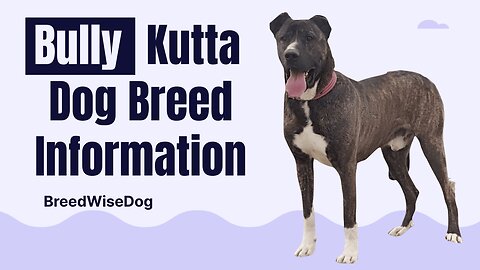 Bully Kutta Dog Breed Information