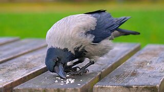 Hooded Crow Eating Rice from the Park Table