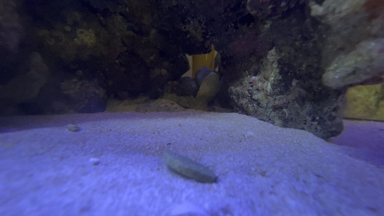 Peppermint Shrimp coming out from hiding