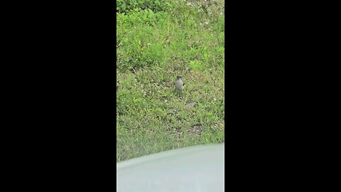 Mockingbird Eating Lunch