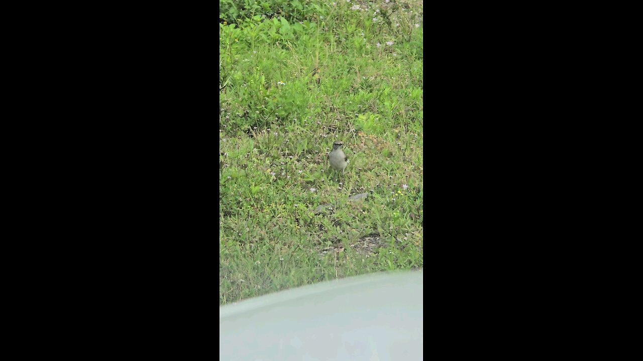 Mockingbird Eating Lunch