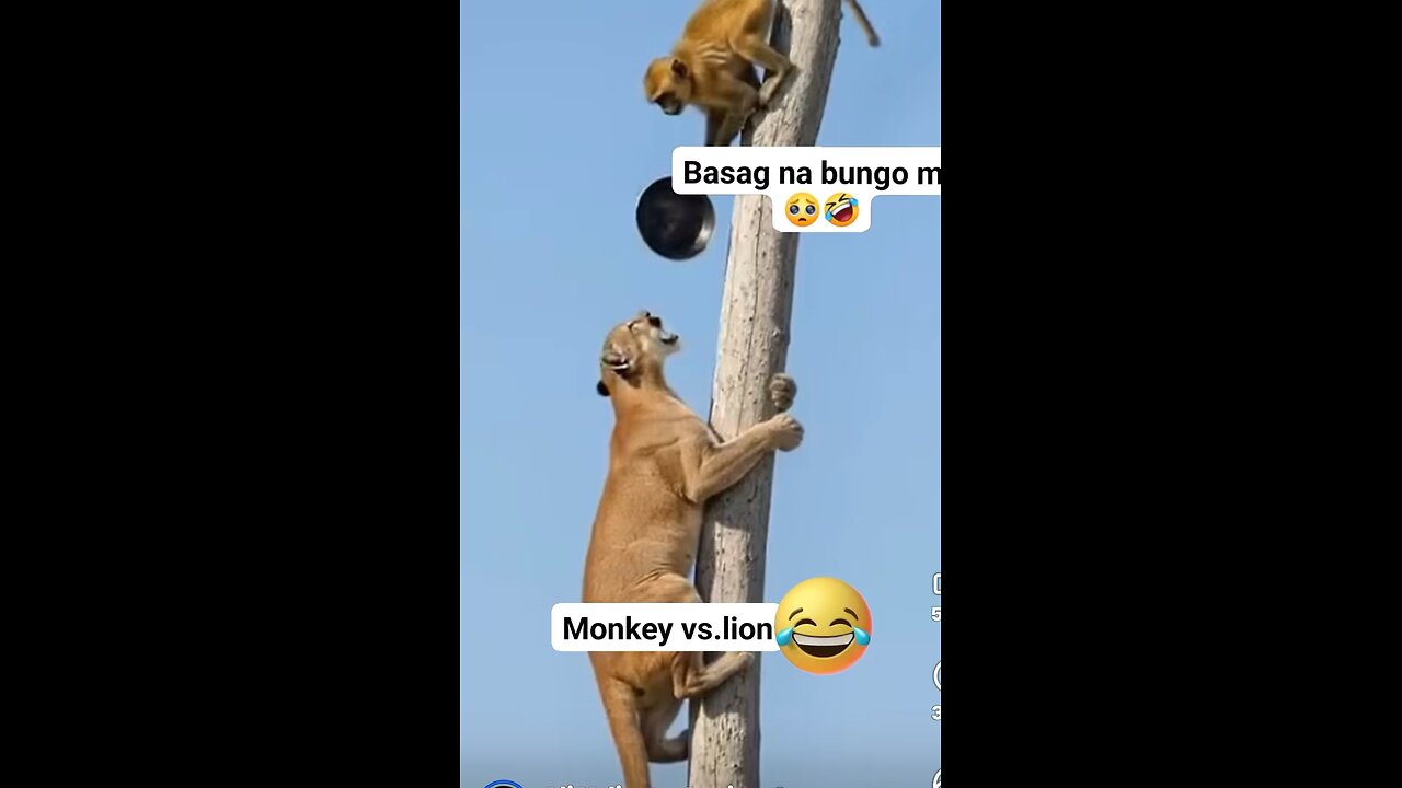 Lion versus monkey!