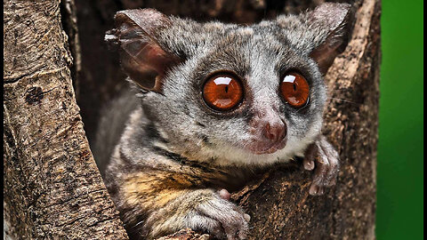Why Is This Cute "Bush Baby" Banned In Most US States ?