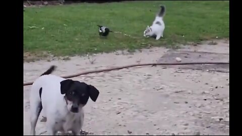 Kitten plays with a magpie, while the dog is mostly 😹interested in being in the video