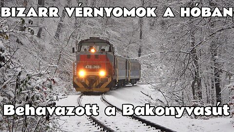 2025.11.22. Hóviharban a Bakonyvasúton. Kifehéredett a 11-es vonal. Bizarr vérnyomok a friss hóban.