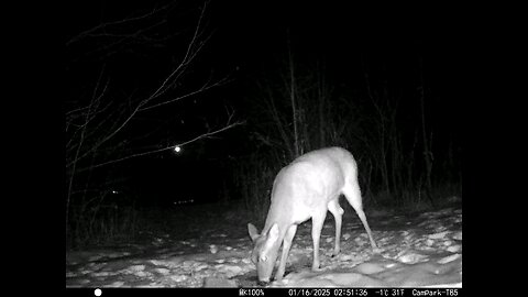 Deer Cam 01-16-2025