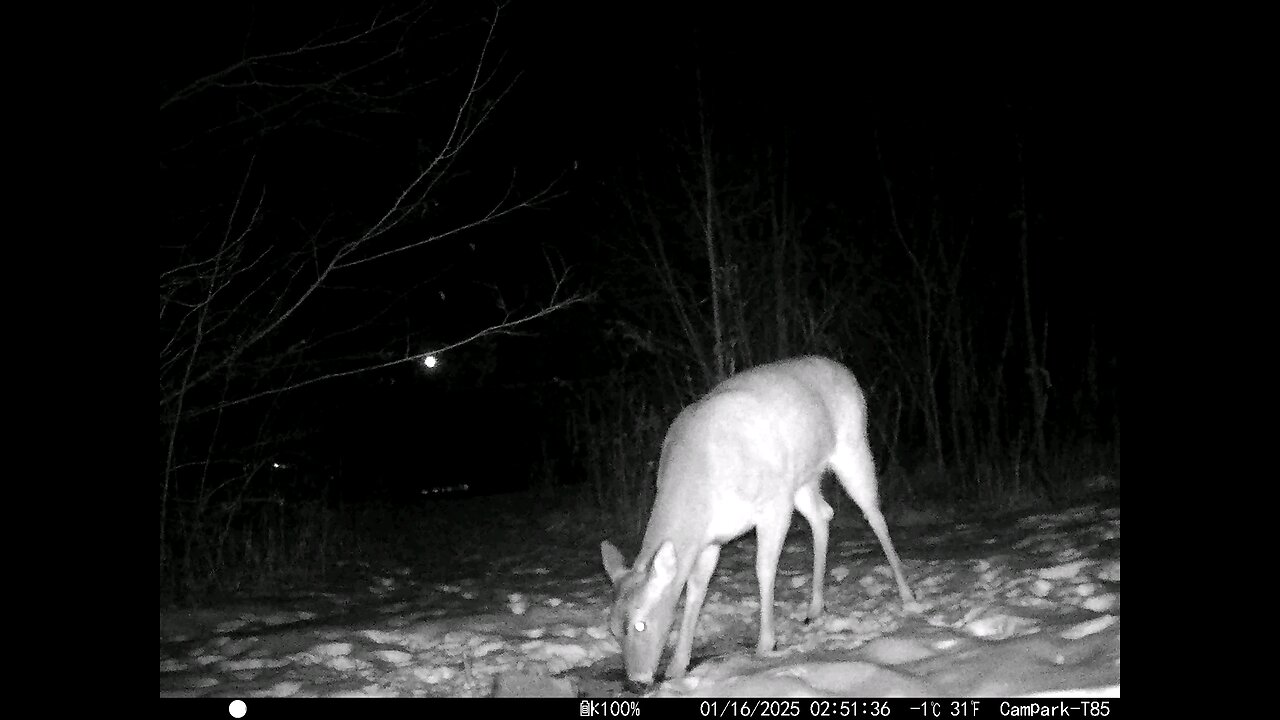 Deer Cam 01-16-2025