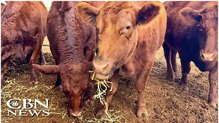 PROPHECY BEING FULFILLED? 'The First Time After 2000 Years' Biblical Red Heifers in Israel