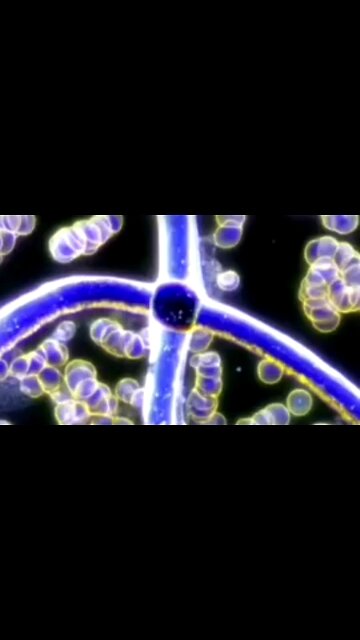 THIS.. IS.. GOING.. TO.. BLOW... YOUR.. MIND 🤯