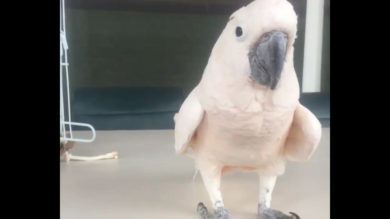 Funny Animals Farting compilation