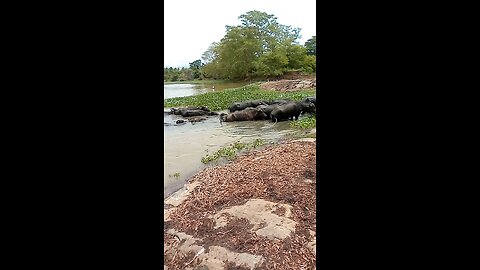 Private Tour of World's Largest Animal Sanctuary 🐂#foryou #viral #trending