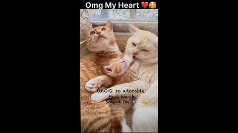 Cutest Cat family chirping