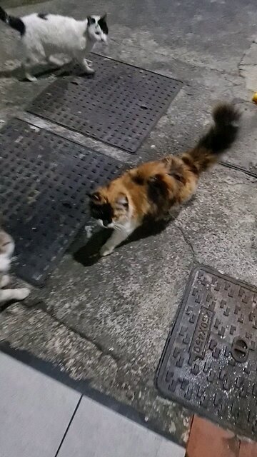 feral cat or a stray cat is an unowned domestic cat (Felis catus) that lives outdoors