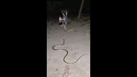 A cat is chasing a snake Hey one in a Million love cat😻💖🐶