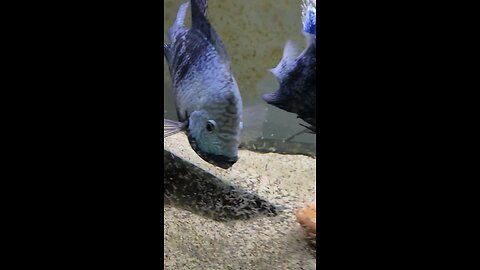 This Giant Cichlid Protects Thousands of Babies – Incredible Parenting Behavior