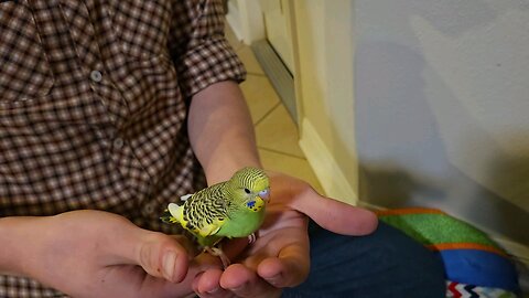 Twenty-seven Day Old Parakeet or Budgie Learns a New Trick